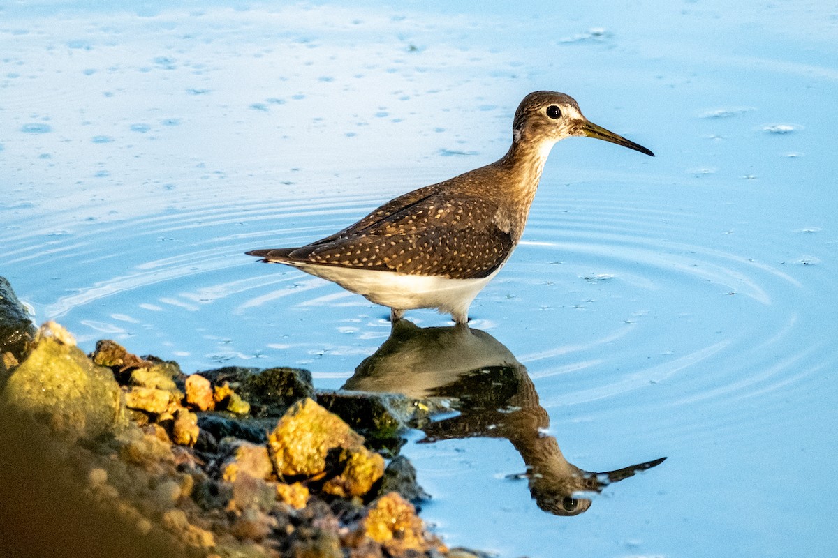 Solitary Sandpiper - ML606891421