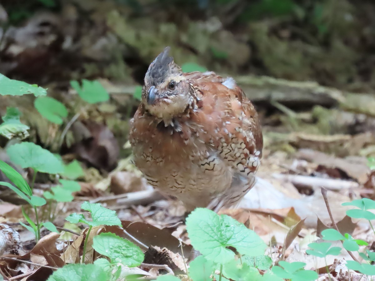 Northern Bobwhite - ML606891671