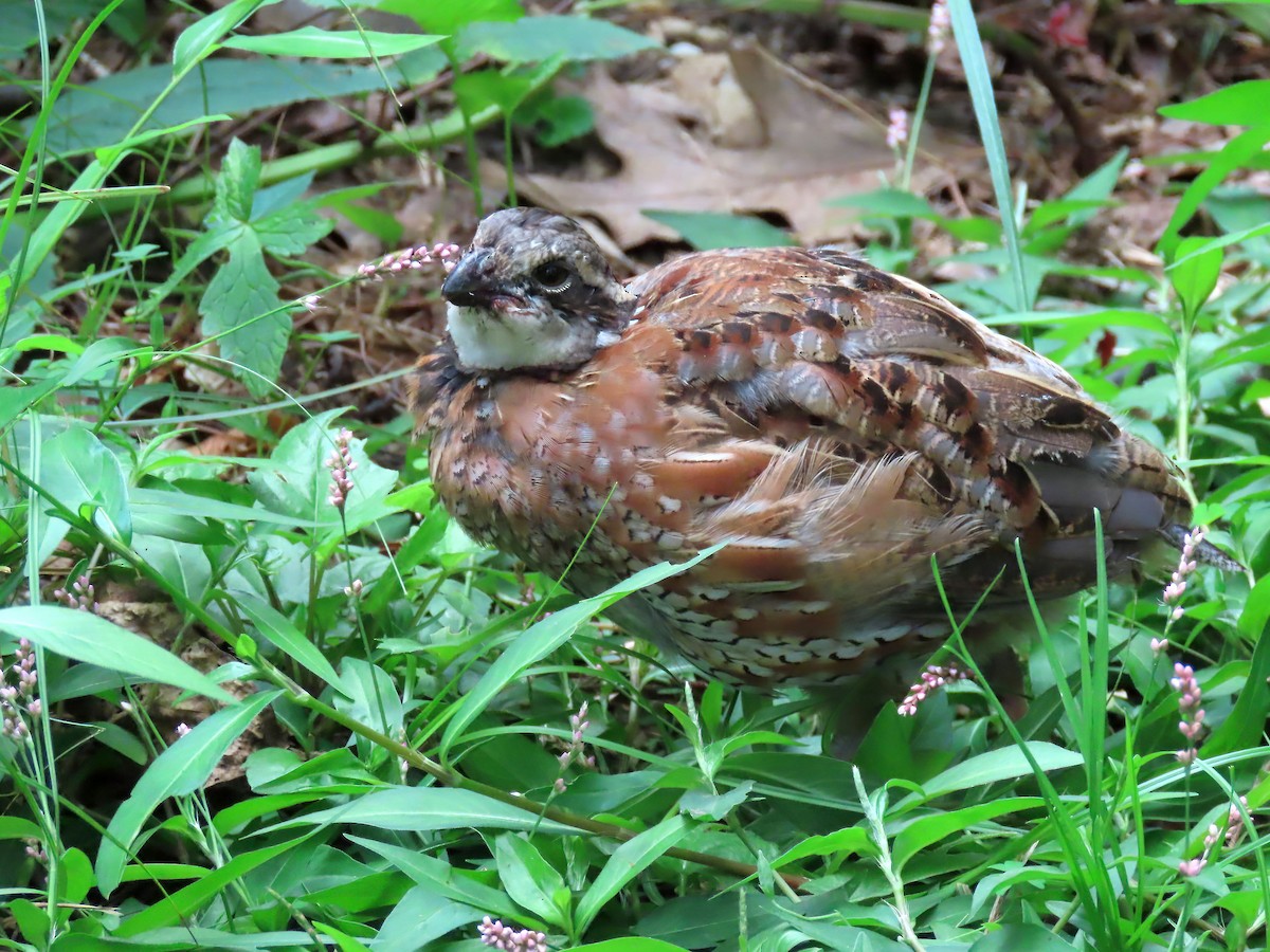 Northern Bobwhite - ML606891701