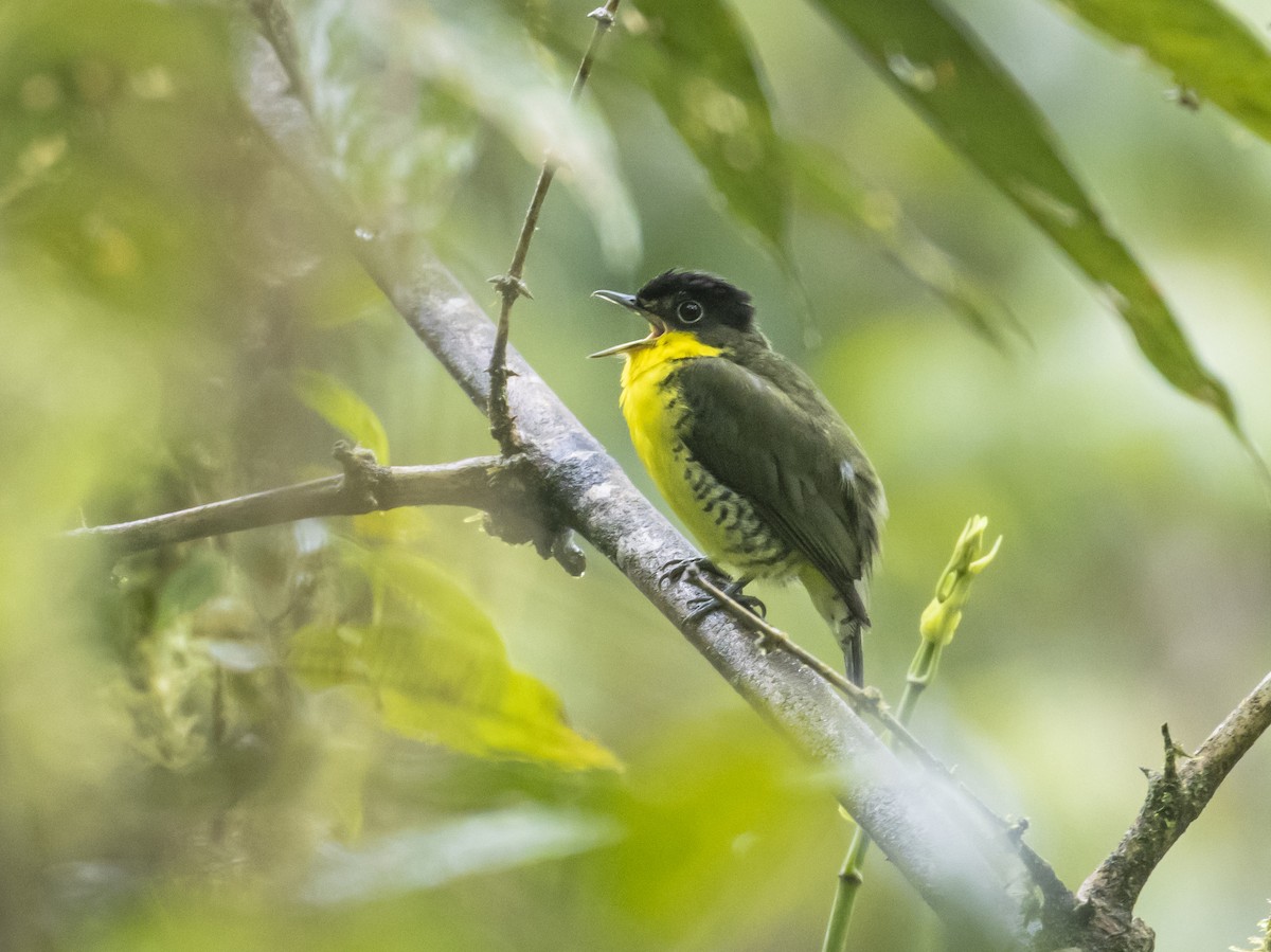 Andean Laniisoma - Dušan Brinkhuizen