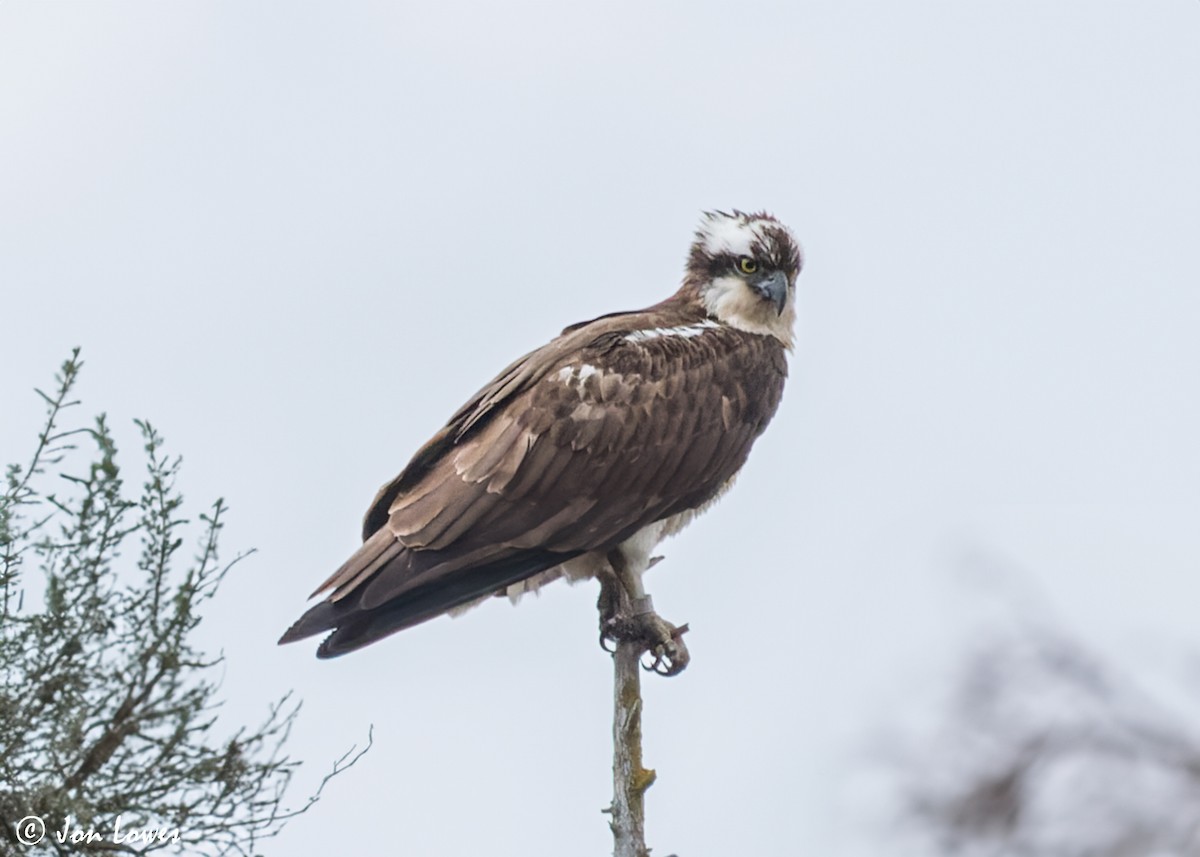 Osprey (Eurasian) - ML606891901