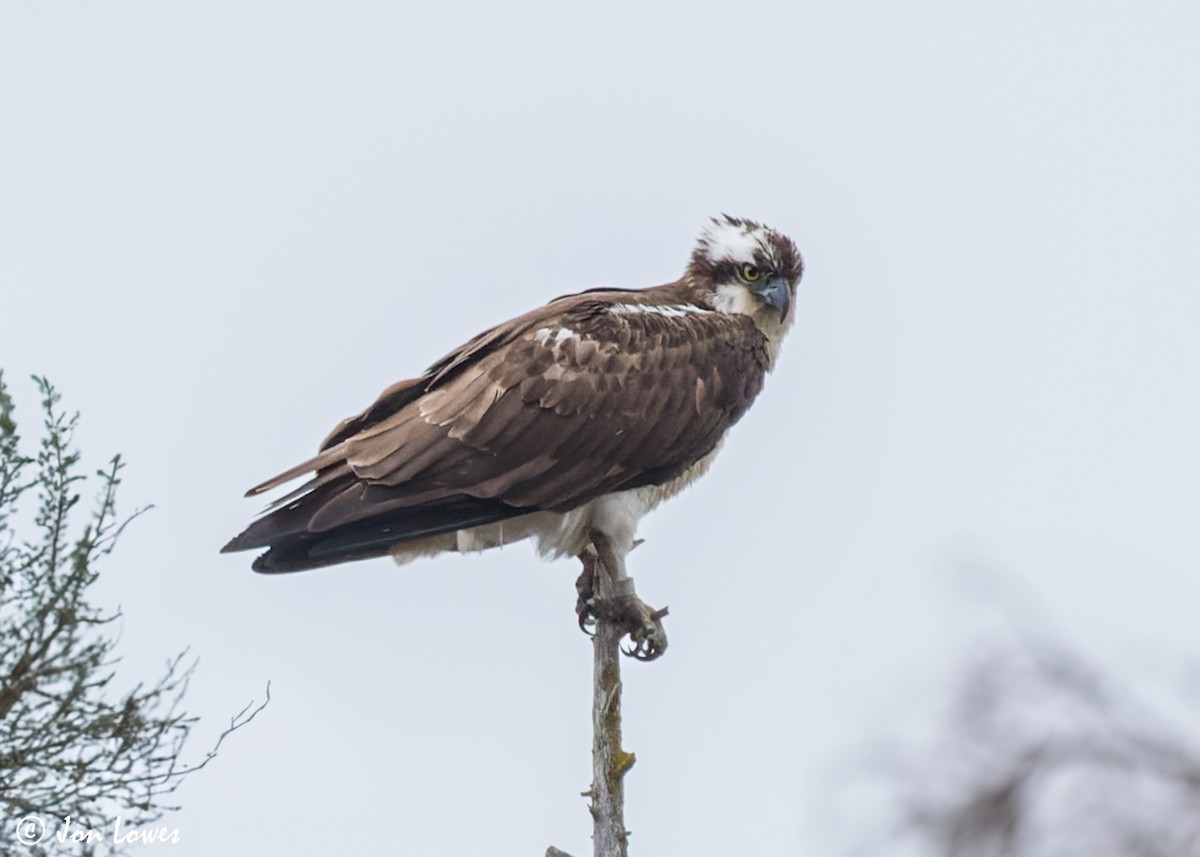 Osprey (Eurasian) - ML606891911
