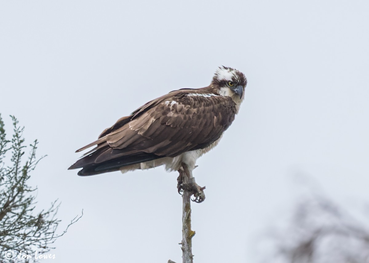 Osprey (haliaetus) - ML606891911