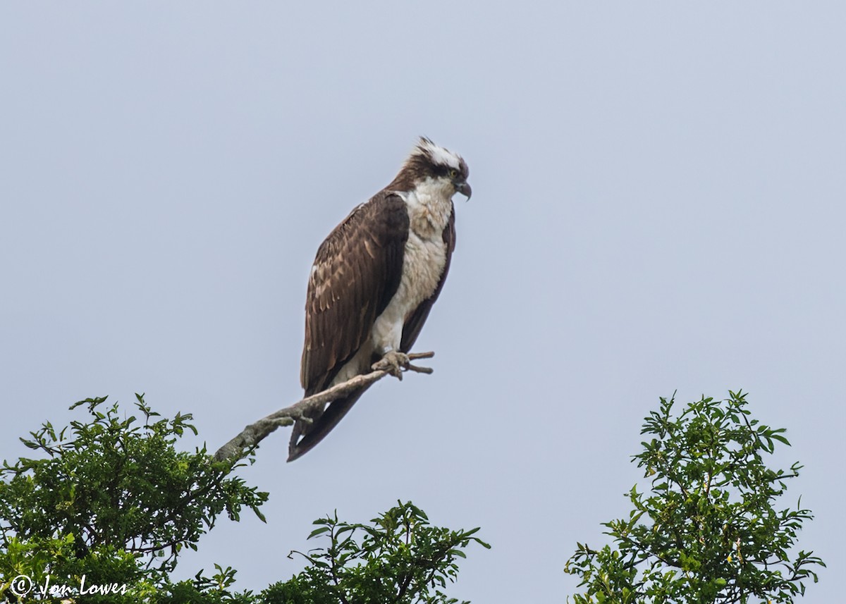 Osprey (Eurasian) - ML606891921