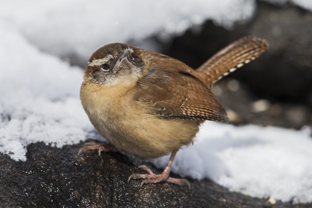 Carolina Wren (Northern) - ML606892101