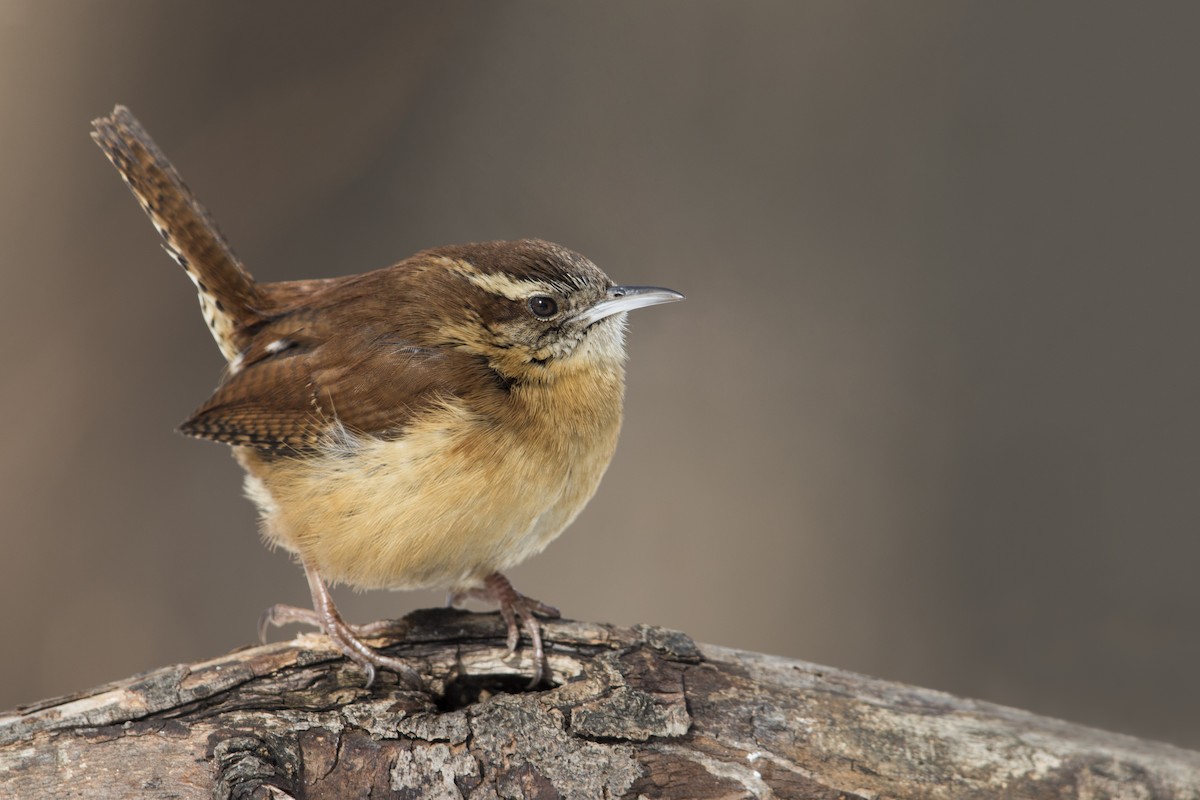 Cucarachero de Carolina (grupo ludovicianus) - ML606892111