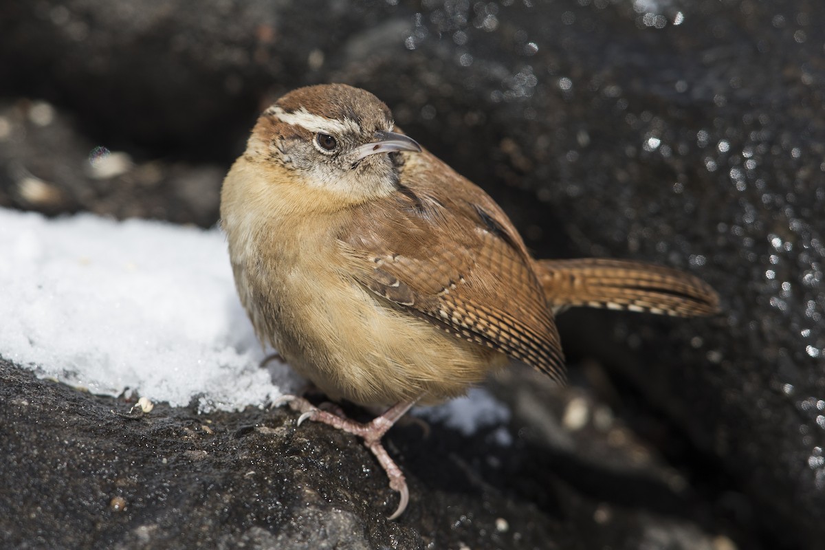 Carolina Wren (Northern) - ML606892121