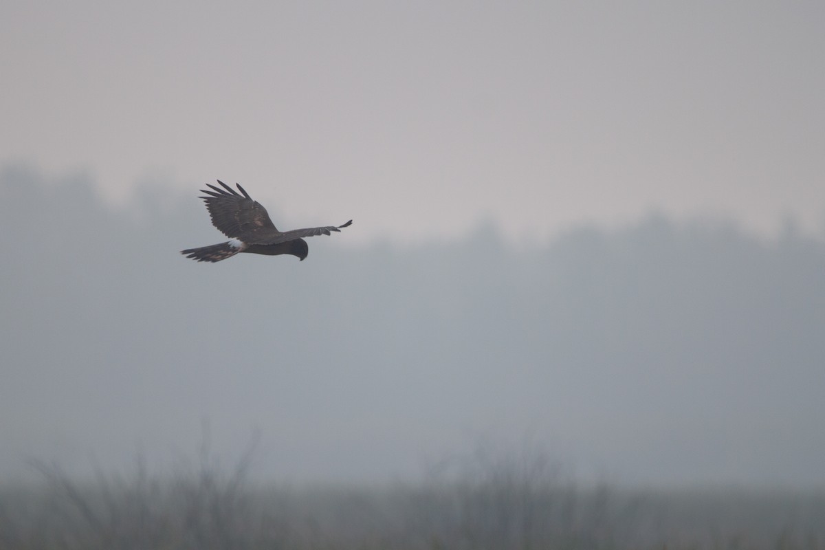 Northern Harrier - Brenin Burgess