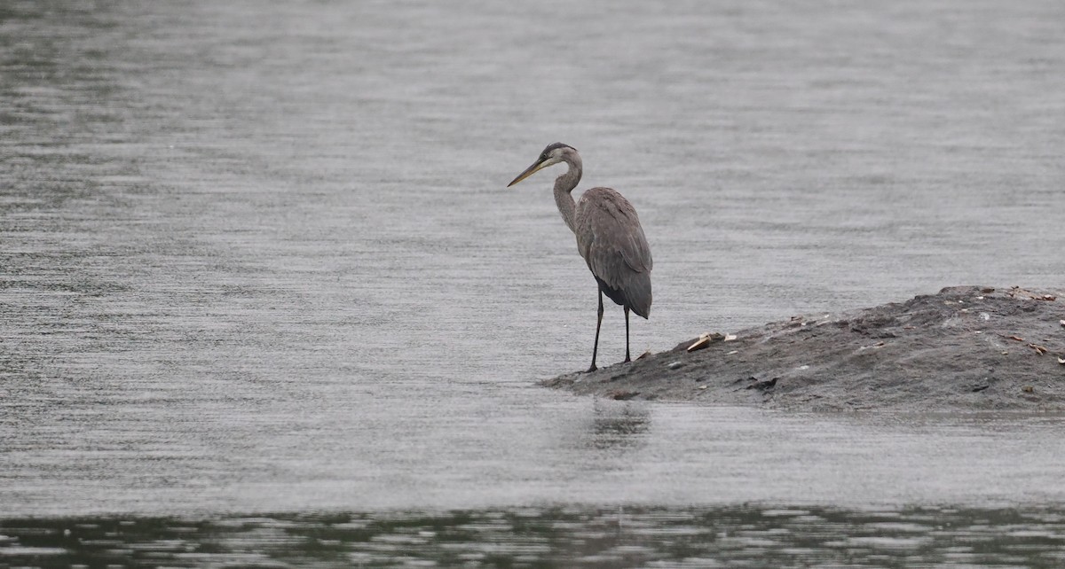 Great Blue Heron - ML606895121