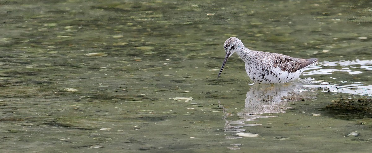 Greater Yellowlegs - ML606895811