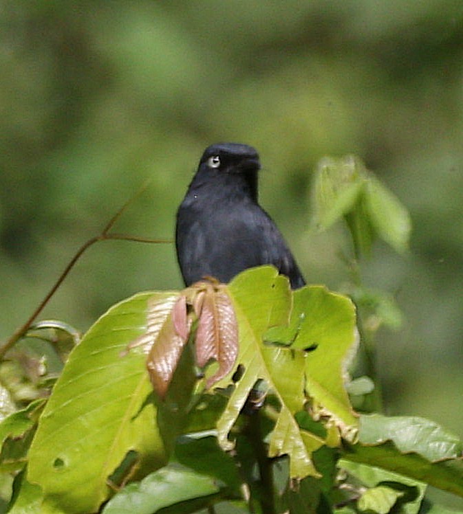 Yellow-eyed Black-Flycatcher - Michael Blust