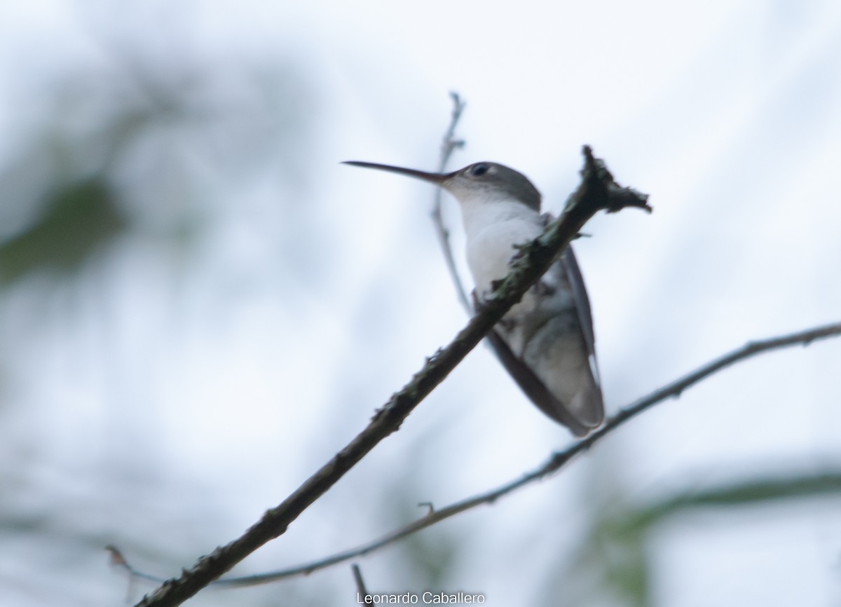 kolibřík bělobřichý - ML606898251
