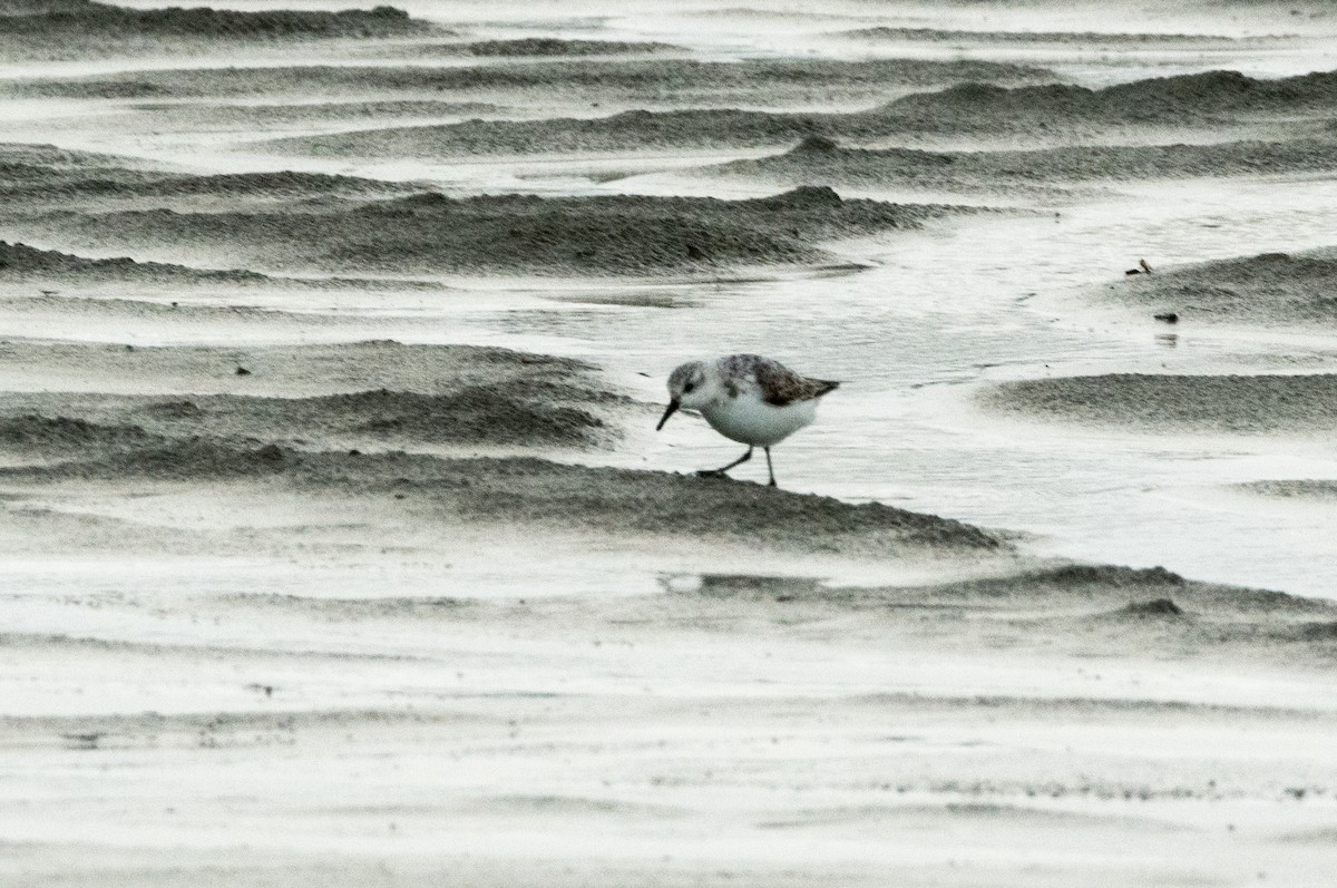 Sanderling - ML606898501