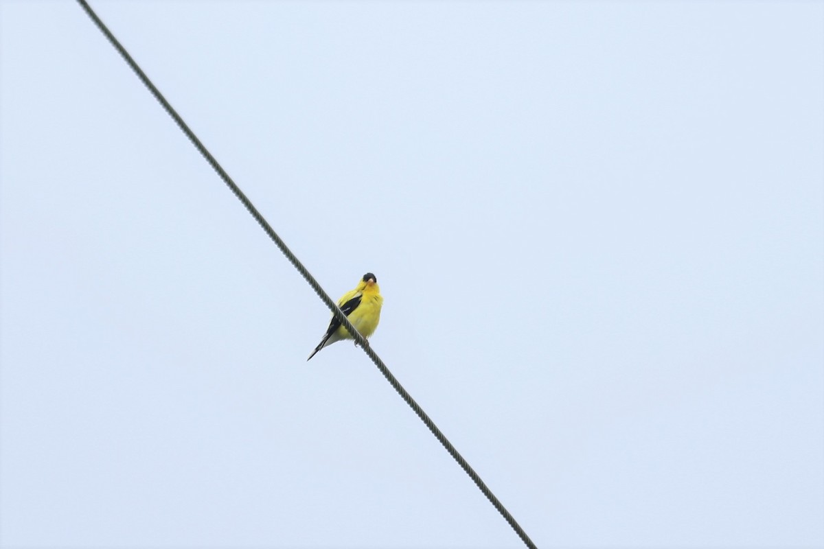 American Goldfinch - Marie Provost