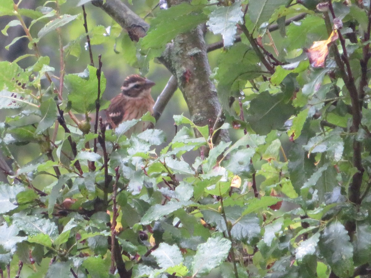 Rose-breasted Grosbeak - ML606900241