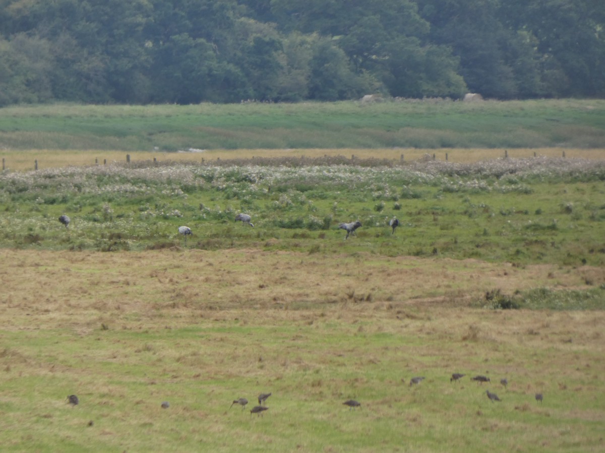 Common Crane - Anonymous