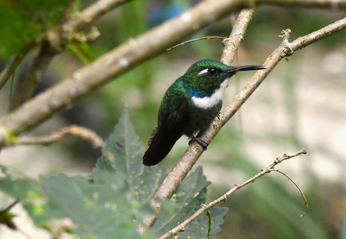 White-throated Daggerbill - ML606901451