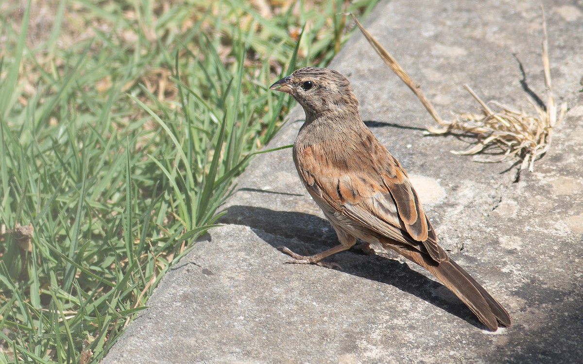House Bunting - Tonk SimonTonkin