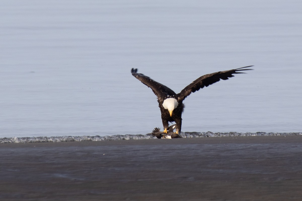 Common Murre - Ryan Webster