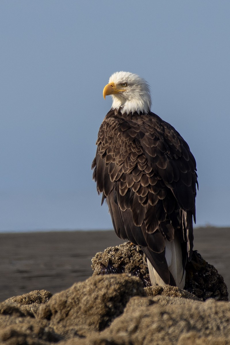 Bald Eagle - Ryan Webster