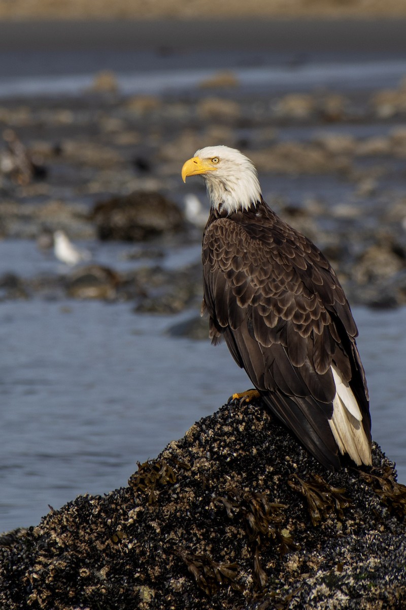 Bald Eagle - ML606902911