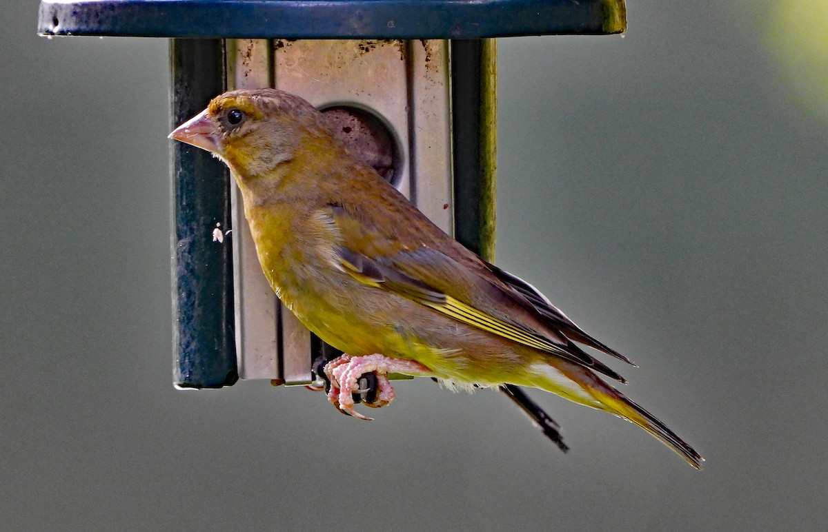 European Greenfinch - ML606902931