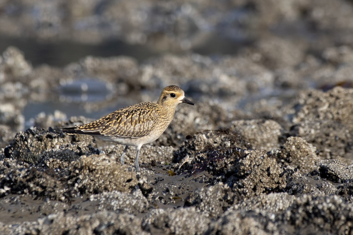 Pacific Golden-Plover - Ryan Webster