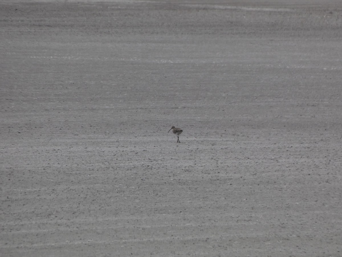 Eurasian Curlew - ML606903641