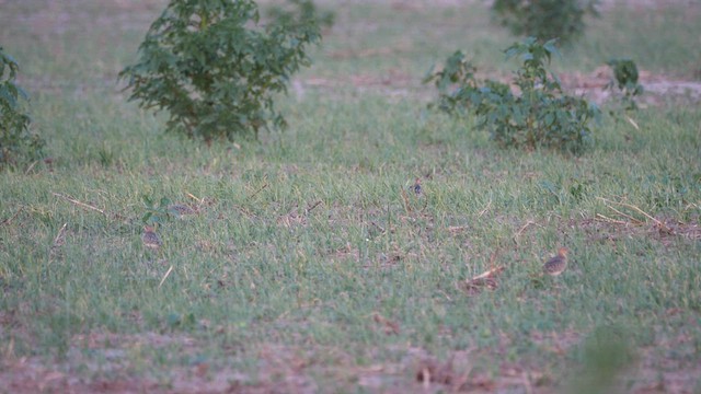 Buff-breasted Sandpiper - ML606903781