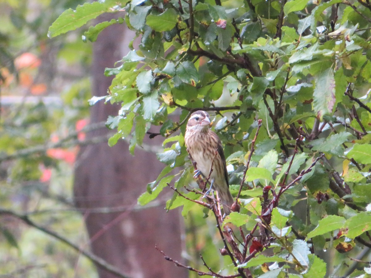 Rose-breasted Grosbeak - Anna Wittmer