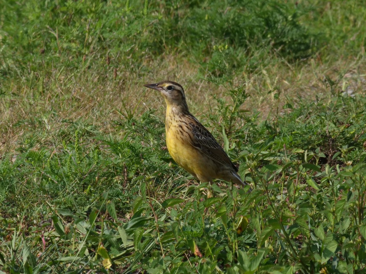 Eastern Meadowlark - ML606903891