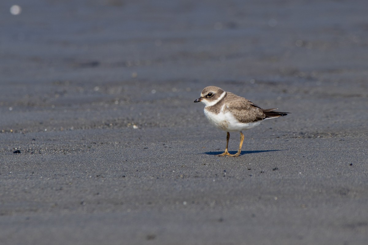 Semipalmated Plover - ML606903931