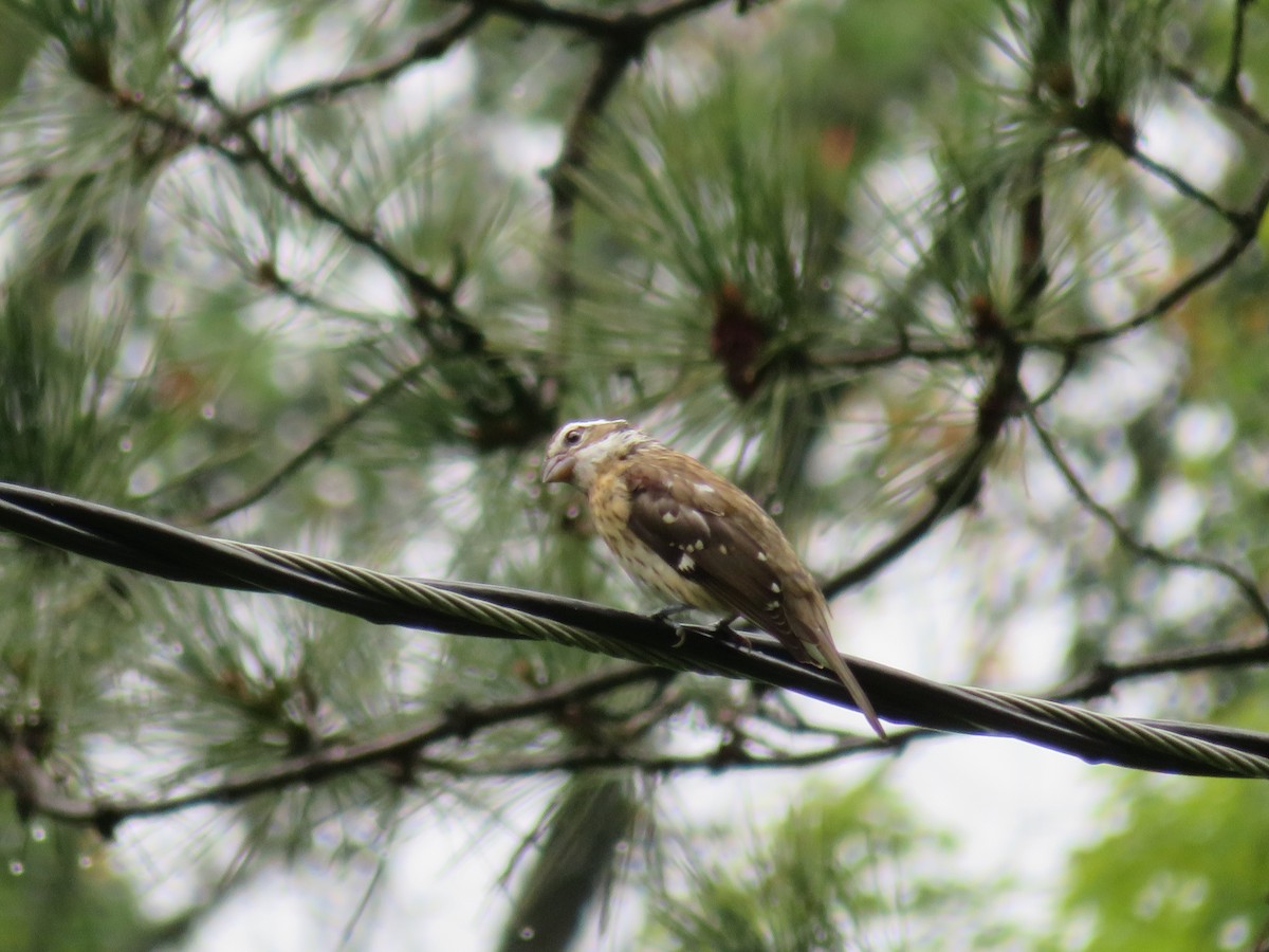 Rose-breasted Grosbeak - ML606904101