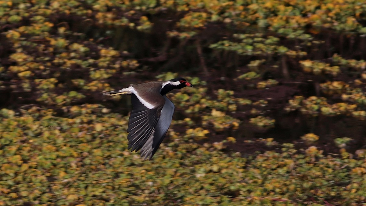 Red-wattled Lapwing - ML606904191