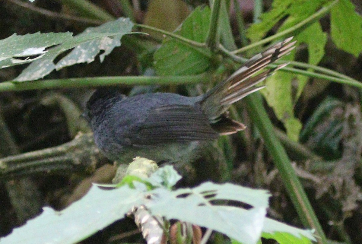 White-bellied Crested Flycatcher - Michael Blust