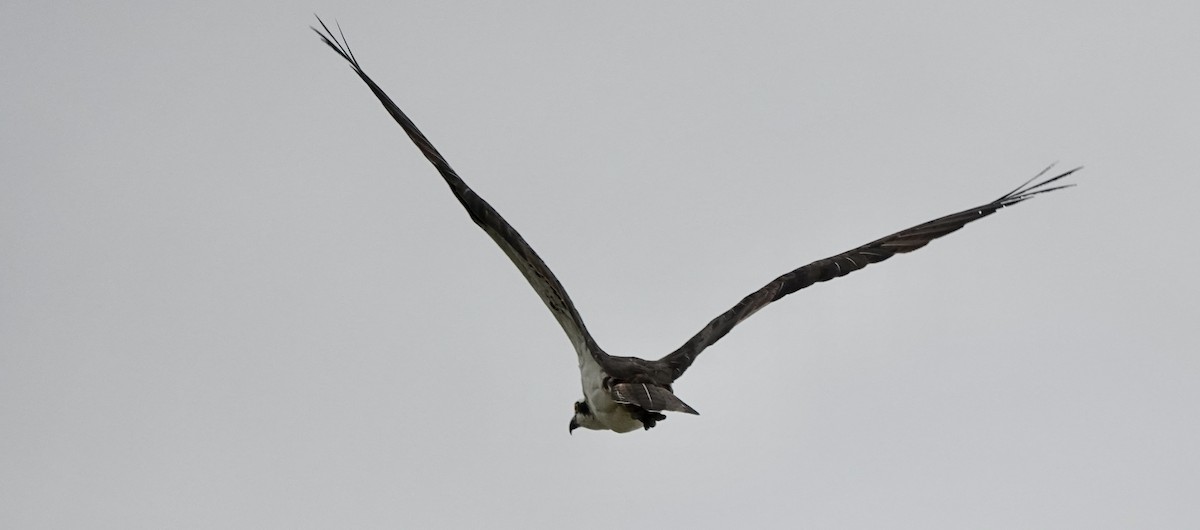 Águila Pescadora - ML606904981