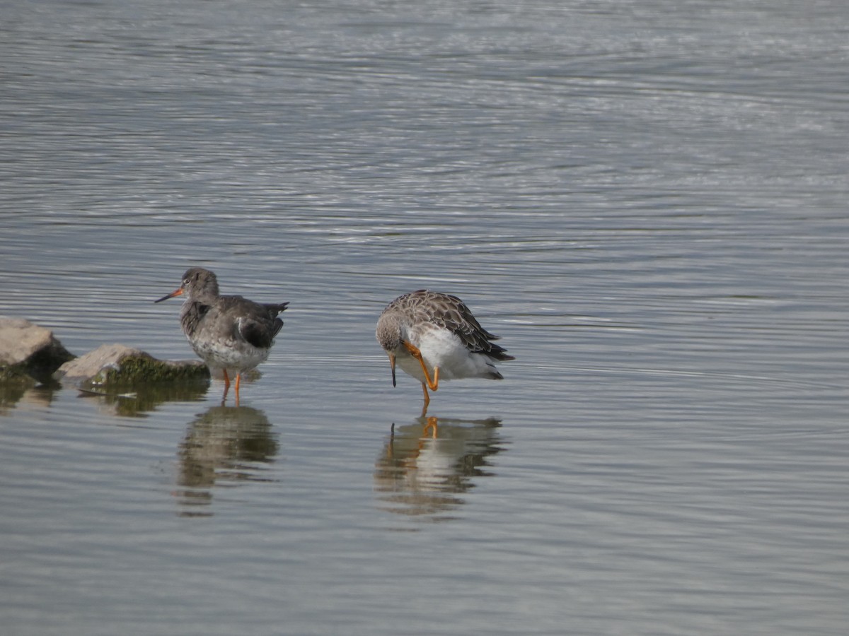 Common Redshank - ML606905241