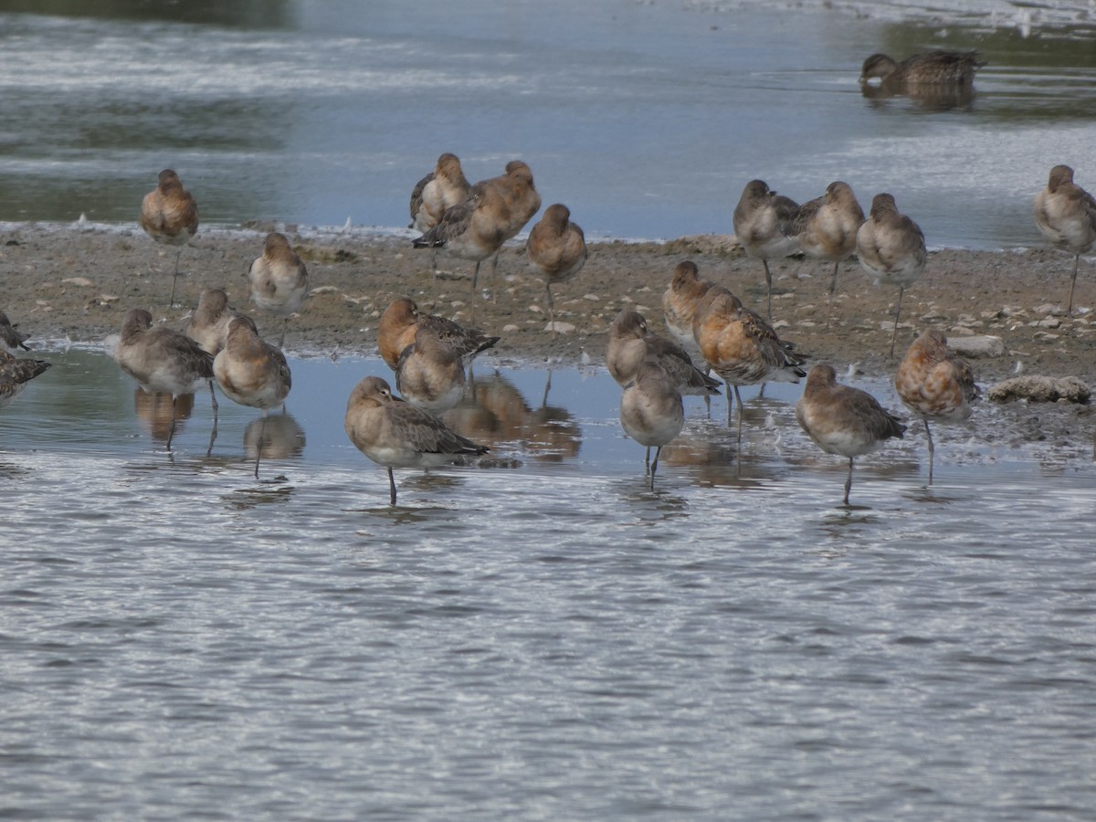 Black-tailed Godwit - ML606905371