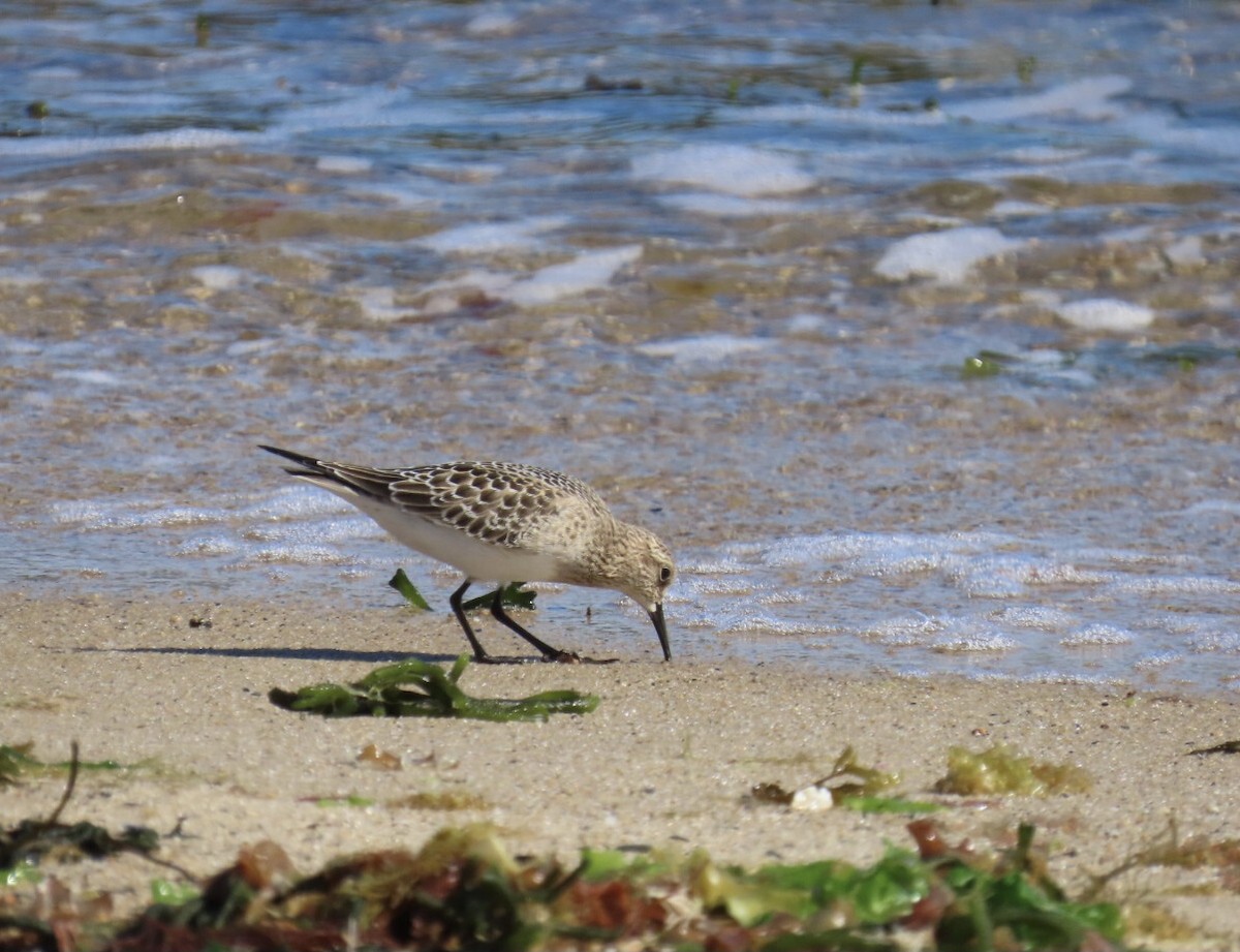 Baird's Sandpiper - ML606908381