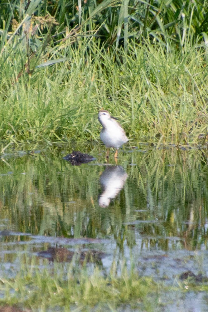 Wilson's Phalarope - ML606909481