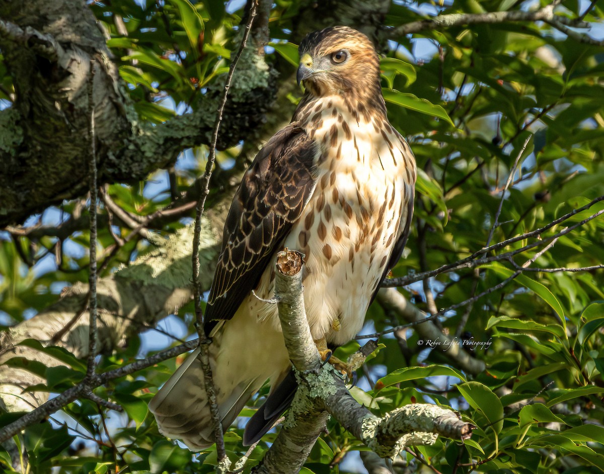 Broad-winged Hawk - ML606909711