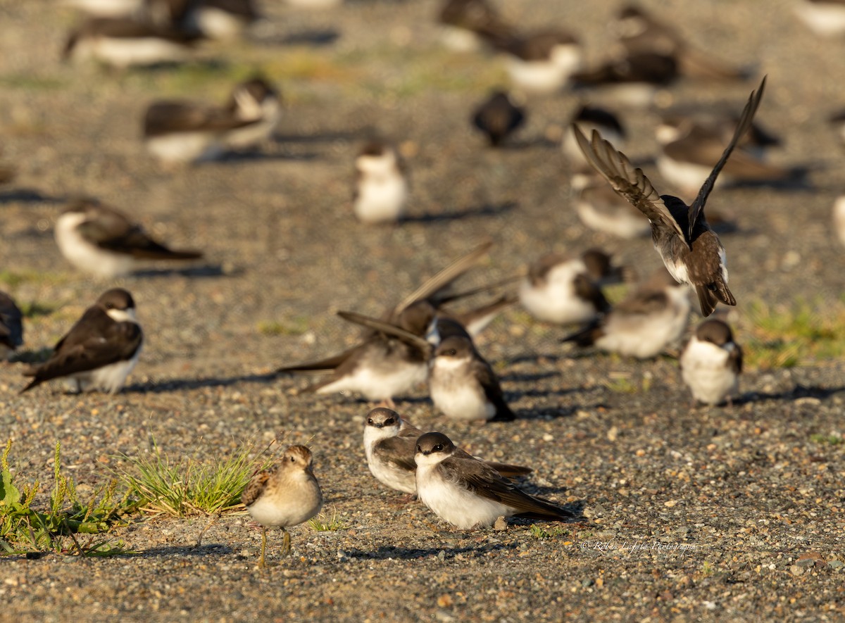 Least Sandpiper - ML606909751