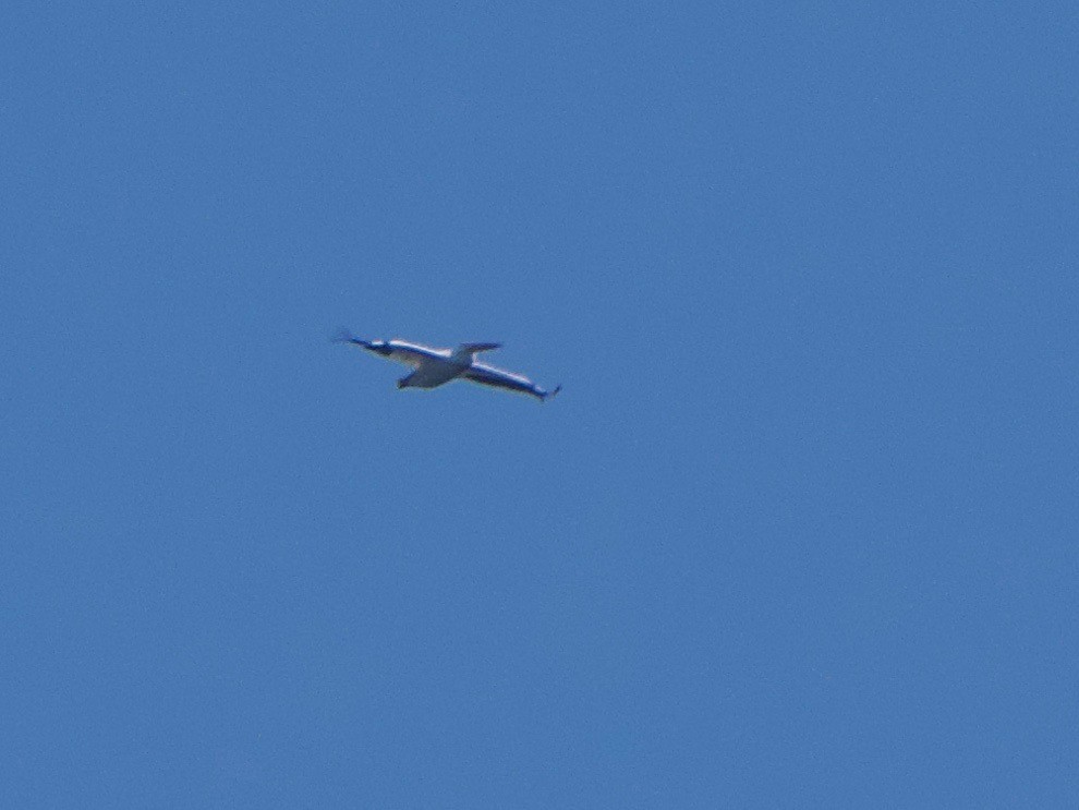 American White Pelican - ML606909861