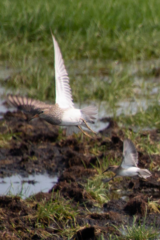 Semipalmated Sandpiper - ML606910341