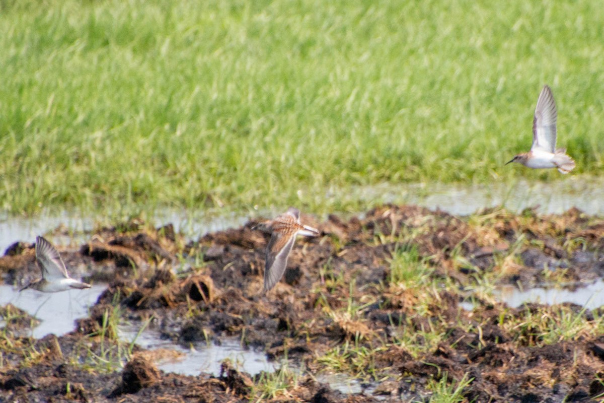 Semipalmated Sandpiper - ML606910731