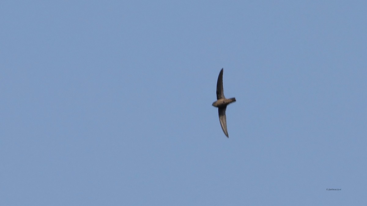 Himalayan Swiftlet - ML606910851