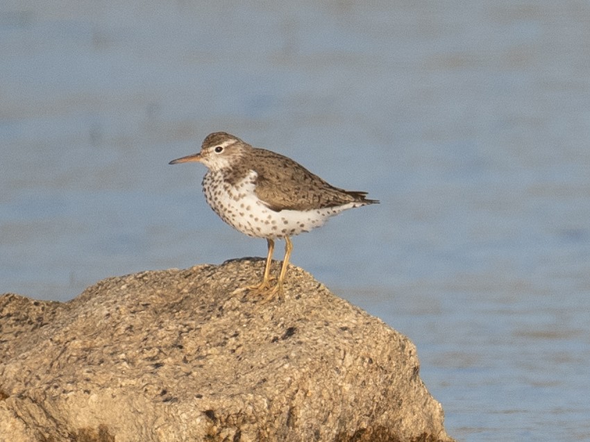 Spotted Sandpiper - ML606911181