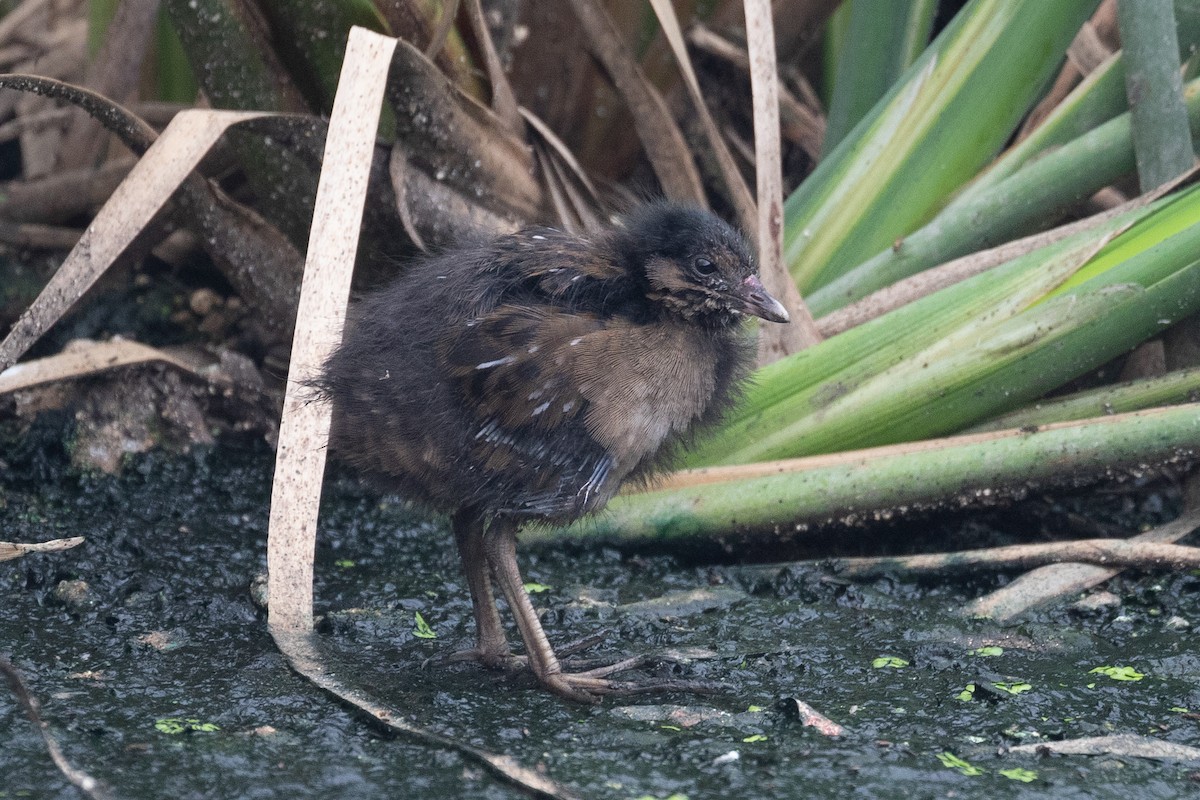 Sora - Anthony Glenesk