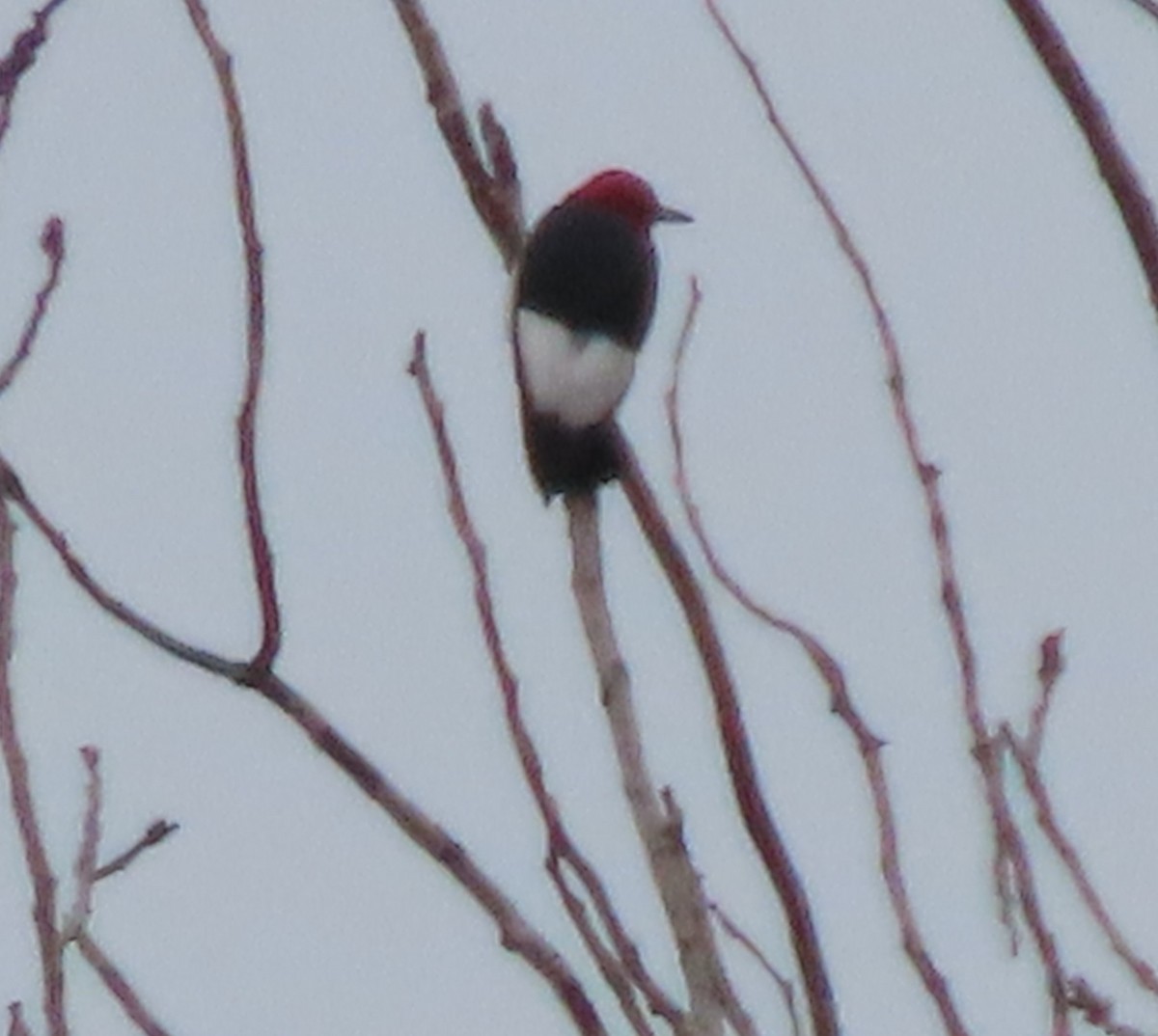 Red-headed Woodpecker - ML606913411