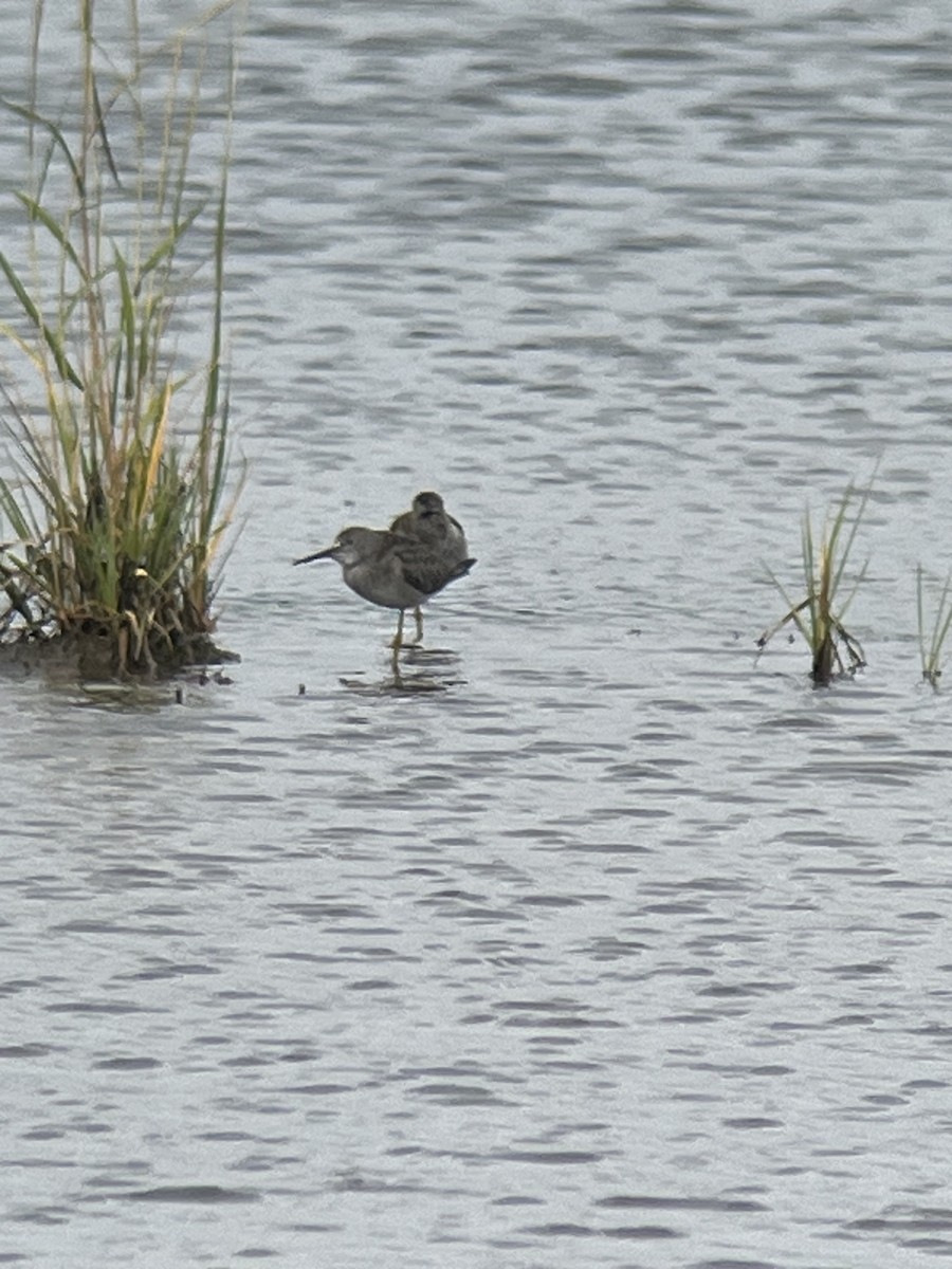 Lesser Yellowlegs - ML606913731